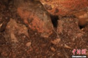 六爻简单江西发现蜘蛛新物种 为研究呵叻蛛属适应区域提供依据