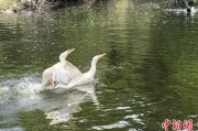 六爻简单吉林：罕见白鸬鹚连续两年“故地重游”