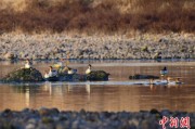六爻简单歙县完成安徽首个县域生物多样性调查 共记录物种近4千种