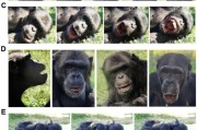 六爻简单国际最新研究：机器人“打哈欠” 黑猩猩被传染